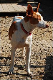 Campo4