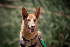_MG_3772 copia